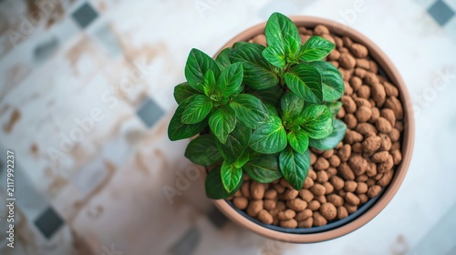 Directly above view of fresh green plant growing in clay pot with expanded clay pebbles LECA substrate on tiled floor, indoor hydroponics concept