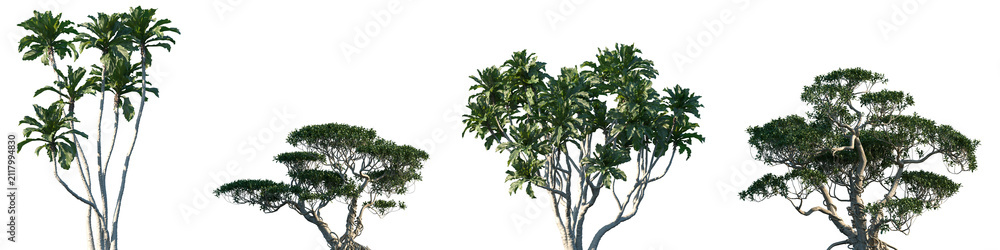 Obraz premium Set of Ficus pseudopalma and Ficus concinna frontal set street trees isolated png on a transparent background perfectly cutout