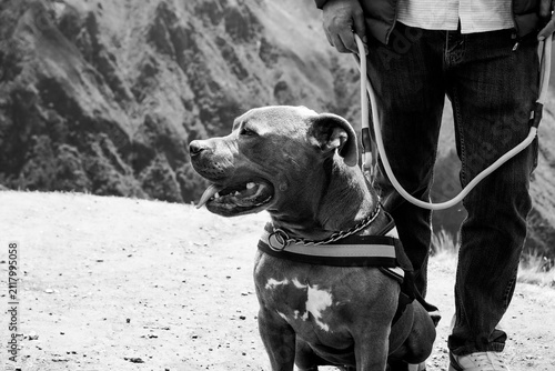 Картината върху платно american staffordshire terrier