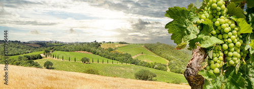 Fotografía Vineyards with grapevine and hilly tuscan landscape near winery along Chianti wi