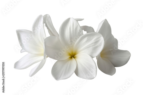 Dense white plumeria flower cluster isolated on transparent background