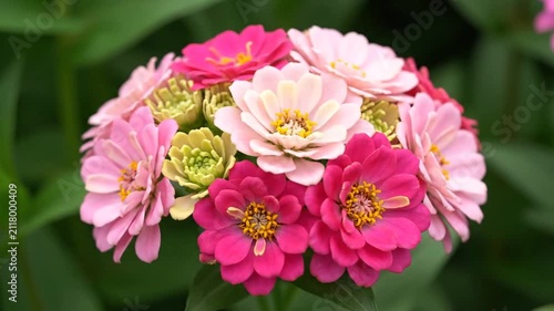 A vibrant cluster of pink and white flowers in a garden