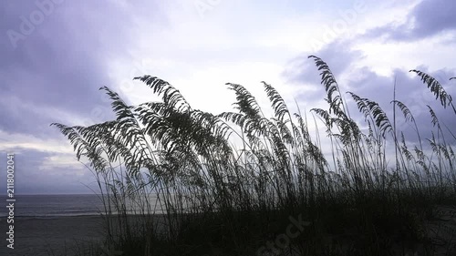 Silhouetted sea oats swaying in the breeze on a sandy beach dune. Overcast sky and calm ocean waters create a serene, peaceful mood