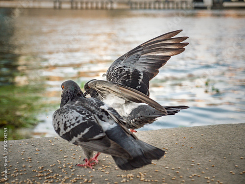 Foto Pigeons feeding on seeds on concrete ledge by river water