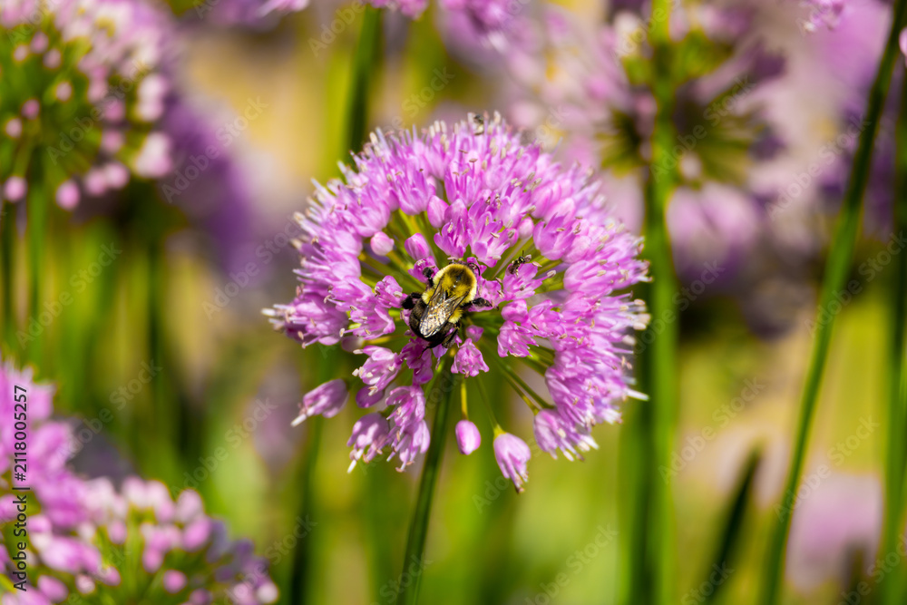Fototapeta premium Common Eastern Bumble Bee on Pink Allium Flower Head