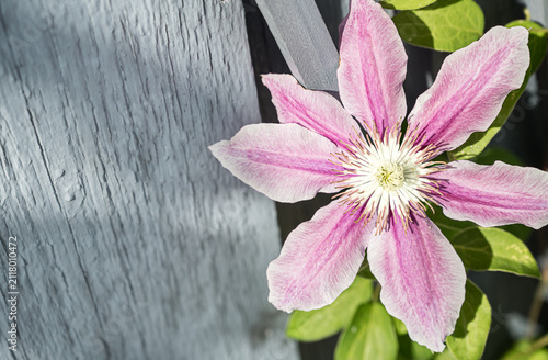 Clematis Dr. Ruppel