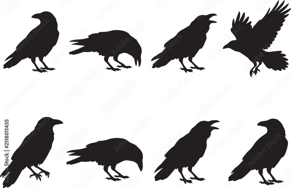 Obraz premium Set of black raven crow silhouettes in various poses including flying and perched, isolated on white background for Halloween design and graphic projects.