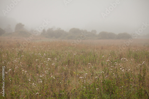 Wide autumn meadow with wildflowers and distant bushes in thick morning mist