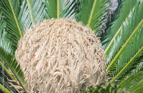 Female sago palm cone with green palm leaves in closeup