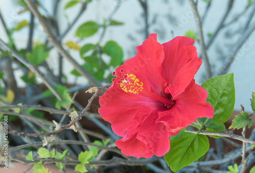 Red hibiscus flower with yellow stamen in closeup