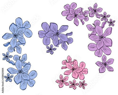 set of hand drawn floral elements vector illustration,purple, blue and pink blooming flowers with detailed line shading