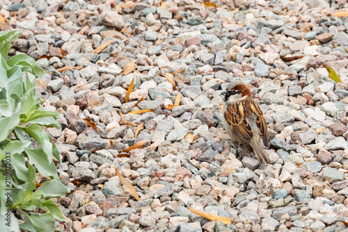 Sparrow sitting in the gravel