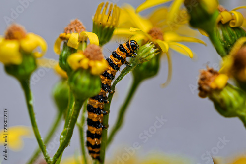 Принти на полотні cinnabar moth caterpillar on a flower