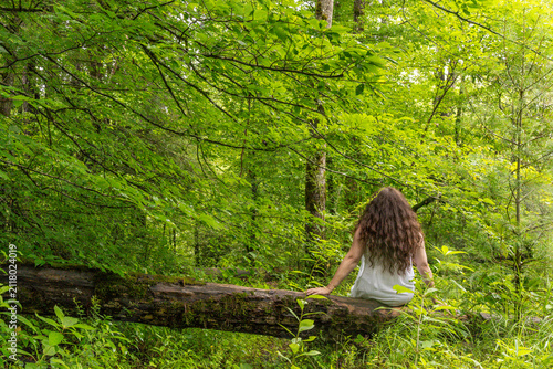 tree in the forest