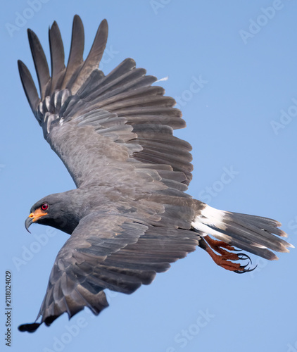 Quadro su tela Snail Kite cruising over the Saint Johns River.