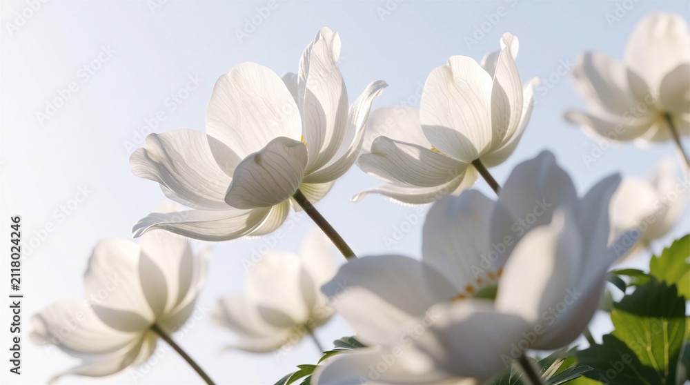 Fototapeta premium White anemone flowers bloom in bright sunlight. Spring plants grow under clear blue sky. Soft petals sway outdoors on sunny day. Natural botanical macro view of fresh garden flora looks peaceful.