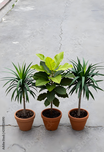 Three potted green plants w...