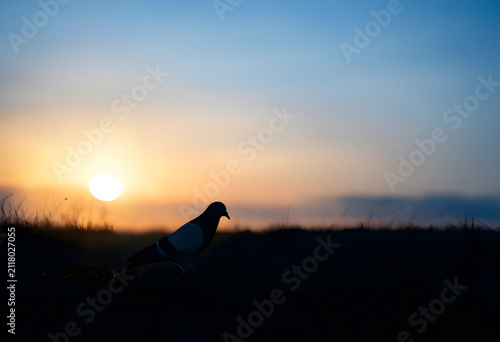Pigeon silhouette against a...