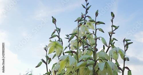 Detail of Yucca gloriosa's inflorescence with blue sky in background