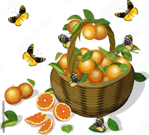 Orange oranges in a basket and yellow butterflies.Vector illustration with bright butterflies and ripe oranges in a wicker basket on a transparent background.