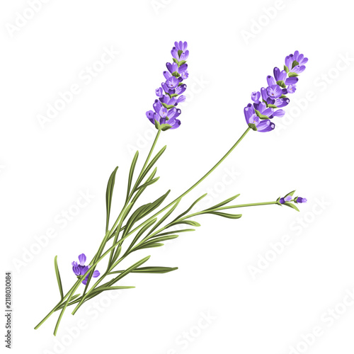 Elegant purple lavender bouquet on white, vector illustration