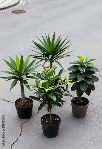 Four potted green plants wi...