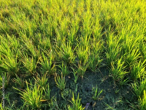 Fotografía Rice plants growing in rice fields that have dried up due to long drought,location in Sukoharjo,Central java,Indonesia