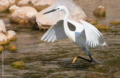 Little egret Egretta garzetta moving fast in shallow river with open wings to hunt fish in summer.