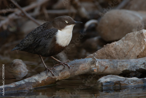 White-throated Dipper perched above stream in natural habitat during summer