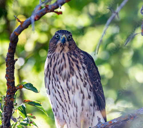 Konstfotografi A Cooper's hawk seen in the forest of Oregon