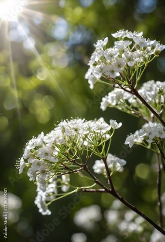 White spring blossoms on a ...