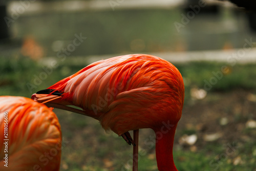 Side view close up of a bright orange-pink flamingo's feathered body tucked while standing on grass. Stock photo