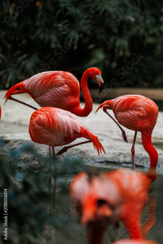 A flock of vibrant pink Caribbean flamingos wading and preening themselves in a shallow pool. Stock photo