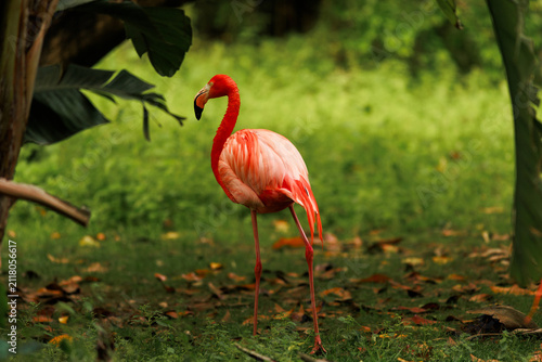 Full body view of a vibrant pink flamingo standing amongst lush tropical leaves and green grass. Stock photo