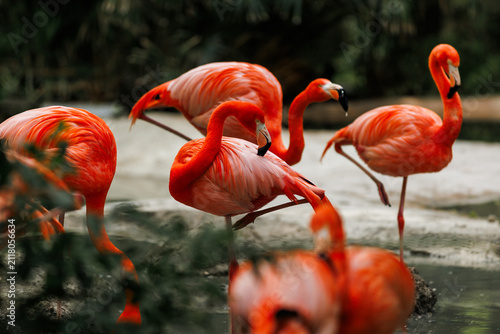 A flock of vibrant pink Caribbean flamingos wading and preening themselves in a shallow pool. Stock photo