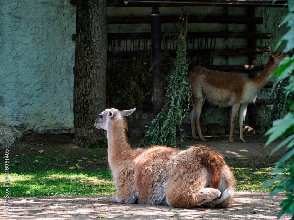 Obraz premium Brown guanaco resting on the ground in a zoo enclosure
