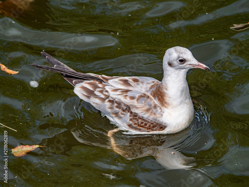 Juvenile black-headed gull swimming on dark pond water