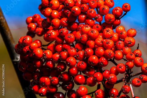 closeup of red Rowan Berries in the fall