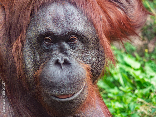 Obraz na plátně Close up portrait of an adult orangutan face with expressive eyes and detailed skin texture against a blurred green nature background