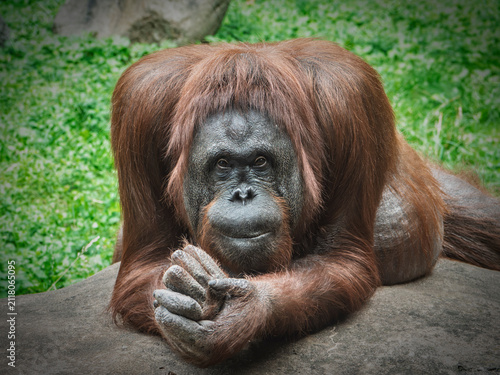 Quadro su tela A mature orangutan with shaggy brown fur rests on a rock formation in a lush green environment, suitable for wildlife conservation and educational material
