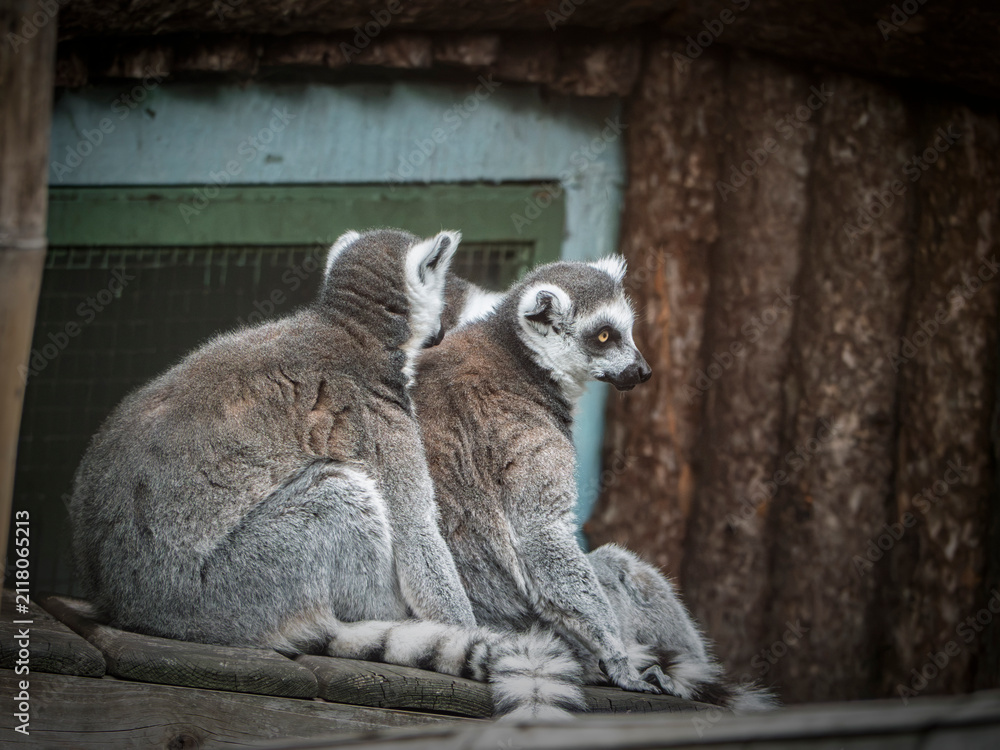 Obraz premium Two ring-tailed lemurs sitting together on a wooden platform