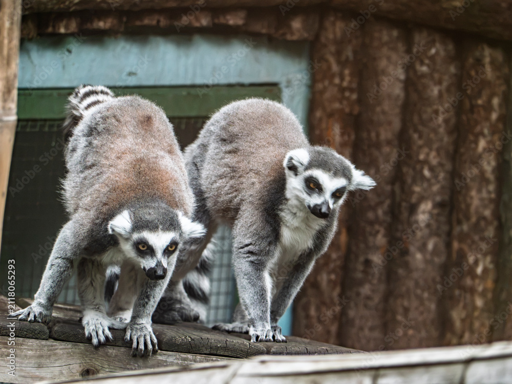Obraz premium Two ring-tailed lemurs on a wooden structure in an enclosure