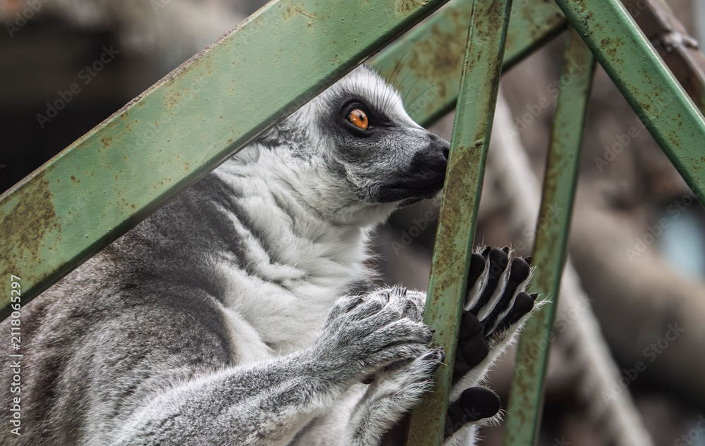 Fototapeta premium Ring-tailed lemur looking through metal enclosure bars