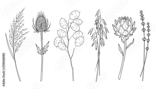 Individual botanical field grass and wildflower stems line art vector illustration collection set.
