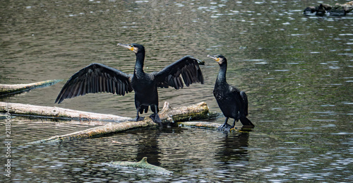 Bild auf Leinwand Two Great Cormorants on log in lake, one spreading wings to dry