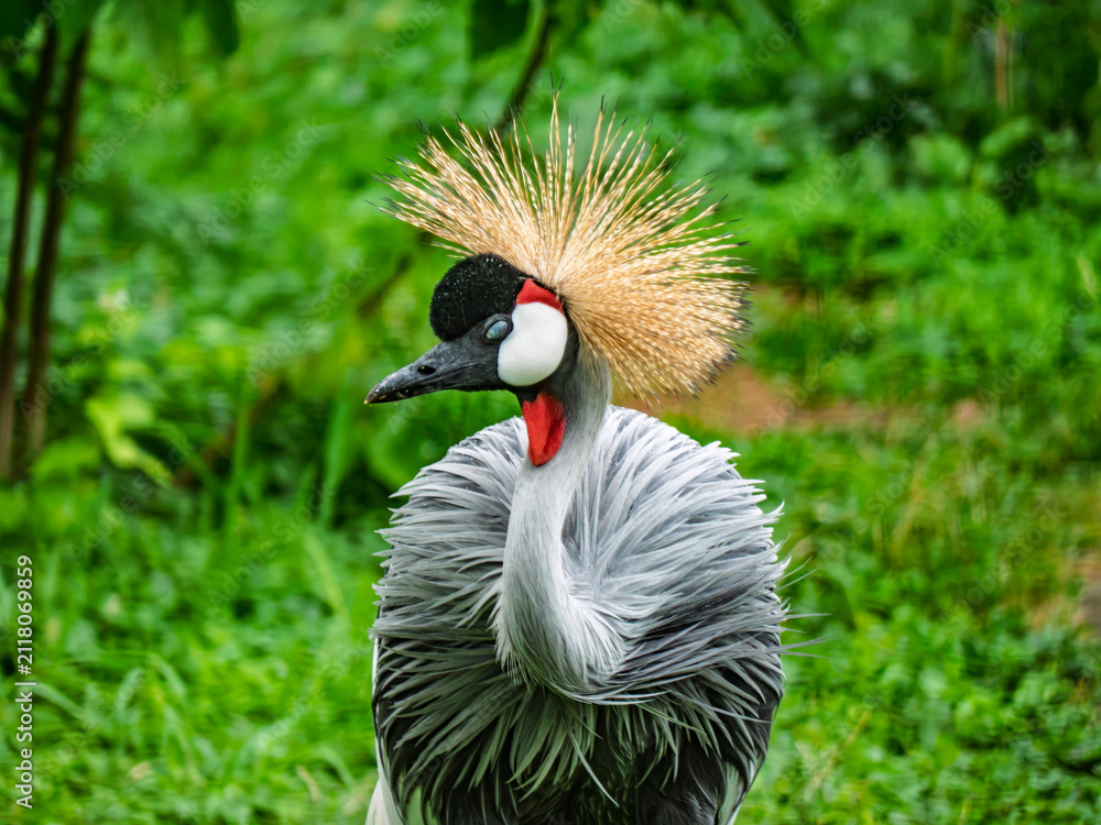 Naklejka premium Close up portrait of a beautiful grey crowned crane with a golden crest against a lush green background.