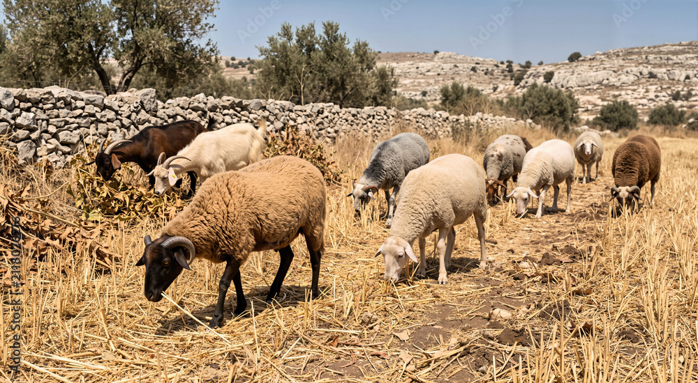 Fototapeta premium Flock of sheep and goats grazing in a dry rural field with golden harvested wheat stubble. Ancient pastoral scene with a traditional stone wall and olive trees in a biblical farming landscape