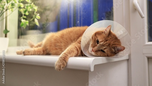 Cuadro en lienzo Orange cat wearing a recovery cone rests on a windowsill, looking unwell