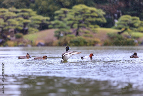 Bild auf Leinwand Tufted Duck (Aythya fuligula) spreading its wings on a pond in the rain, Japan