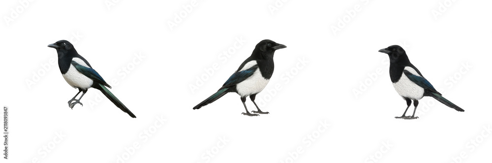 Fototapeta premium Set of 3 Eurasian Magpie Birds Isolated on White. Black and White Wildlife Avian Creatures Standing on Ground PNG Cutout for Nature, Animal, and Graphic Design Elements.